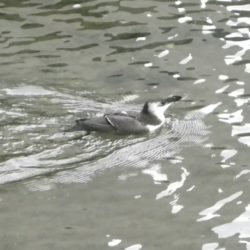 Un alca en Astilleros Lagos, en la Dársena de Bouzas
